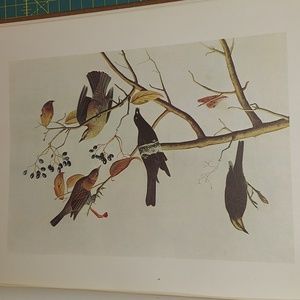 Rusty Blackbird Grakle Bird Print, John James Audubon